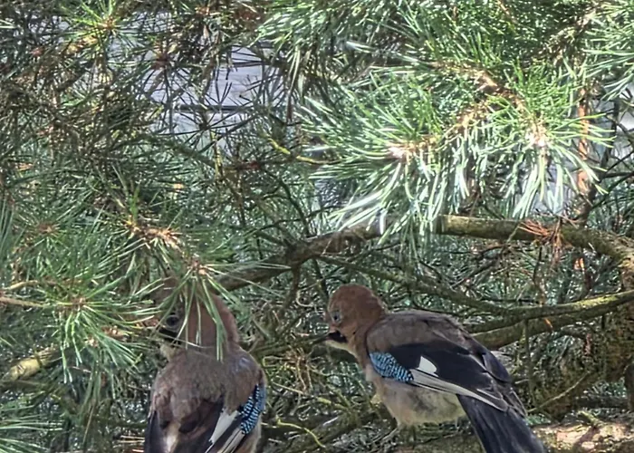 Apartment W Olchach - Lokal Klon *