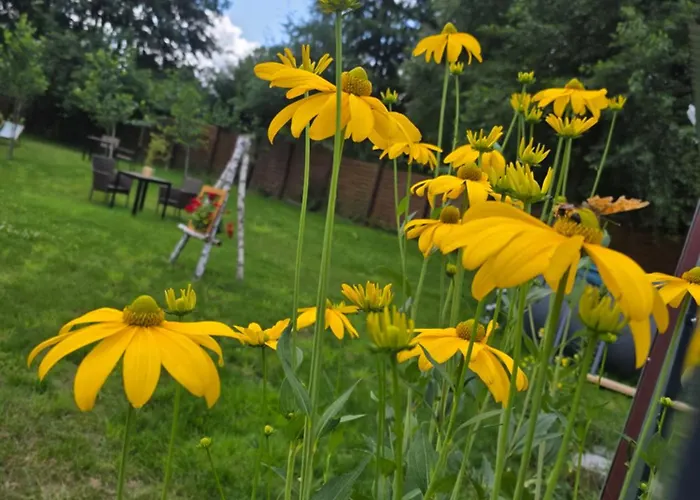 W Olchach - Lokal Klon Apartment Wiktorowo