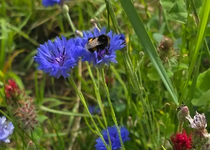 Apartment W Olchach - Lokal Klon