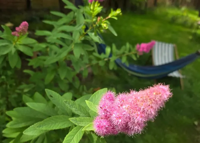 W Olchach - Lokal Klon