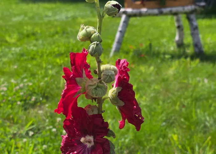 W Olchach - Lokal Klon Apartment