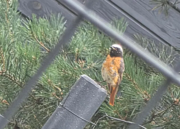 W Olchach - Lokal Klon * Wiktorowo