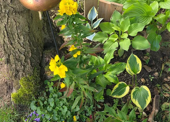 W Olchach - Lokal Klon Apartment Wiktorowo