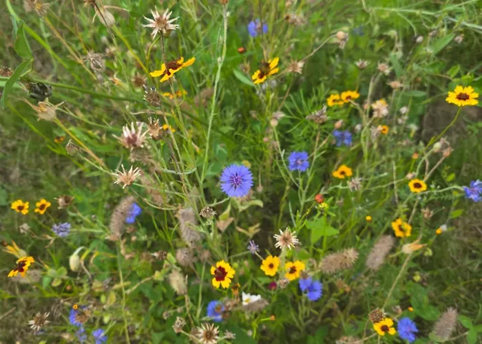 Апартаменты W Olchach - Lokal Klon Wiktorowo