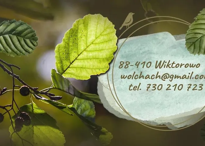 W Olchach - Lokal Klon